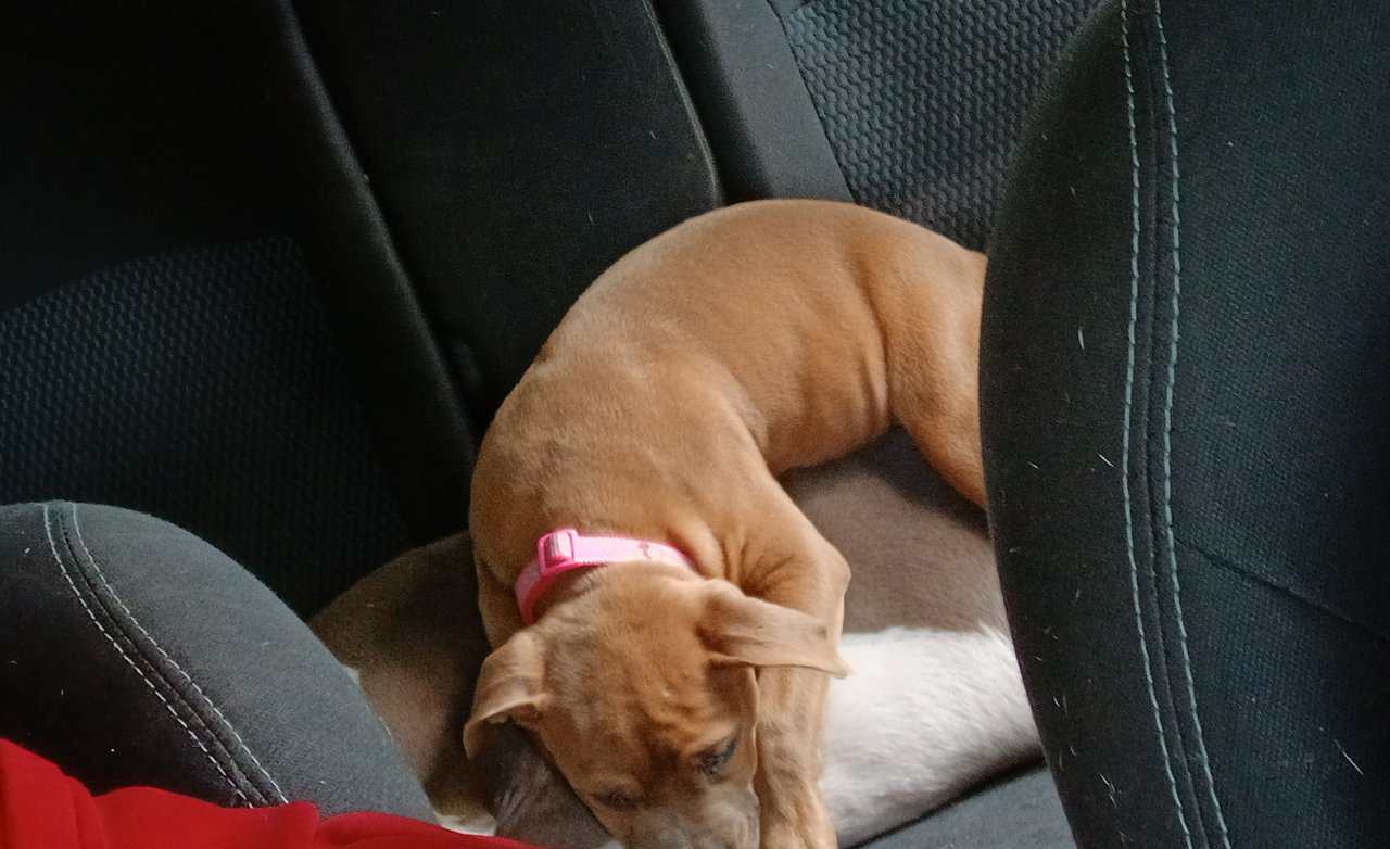 Rehoming Rosey image 2