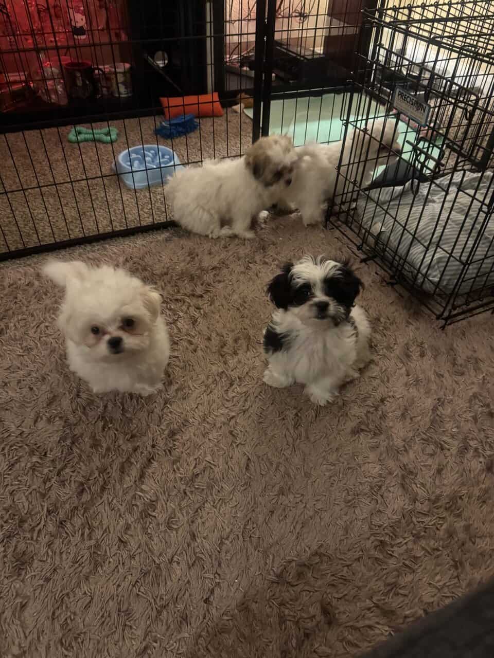 Shihpoo/ maltipoo mix image 6