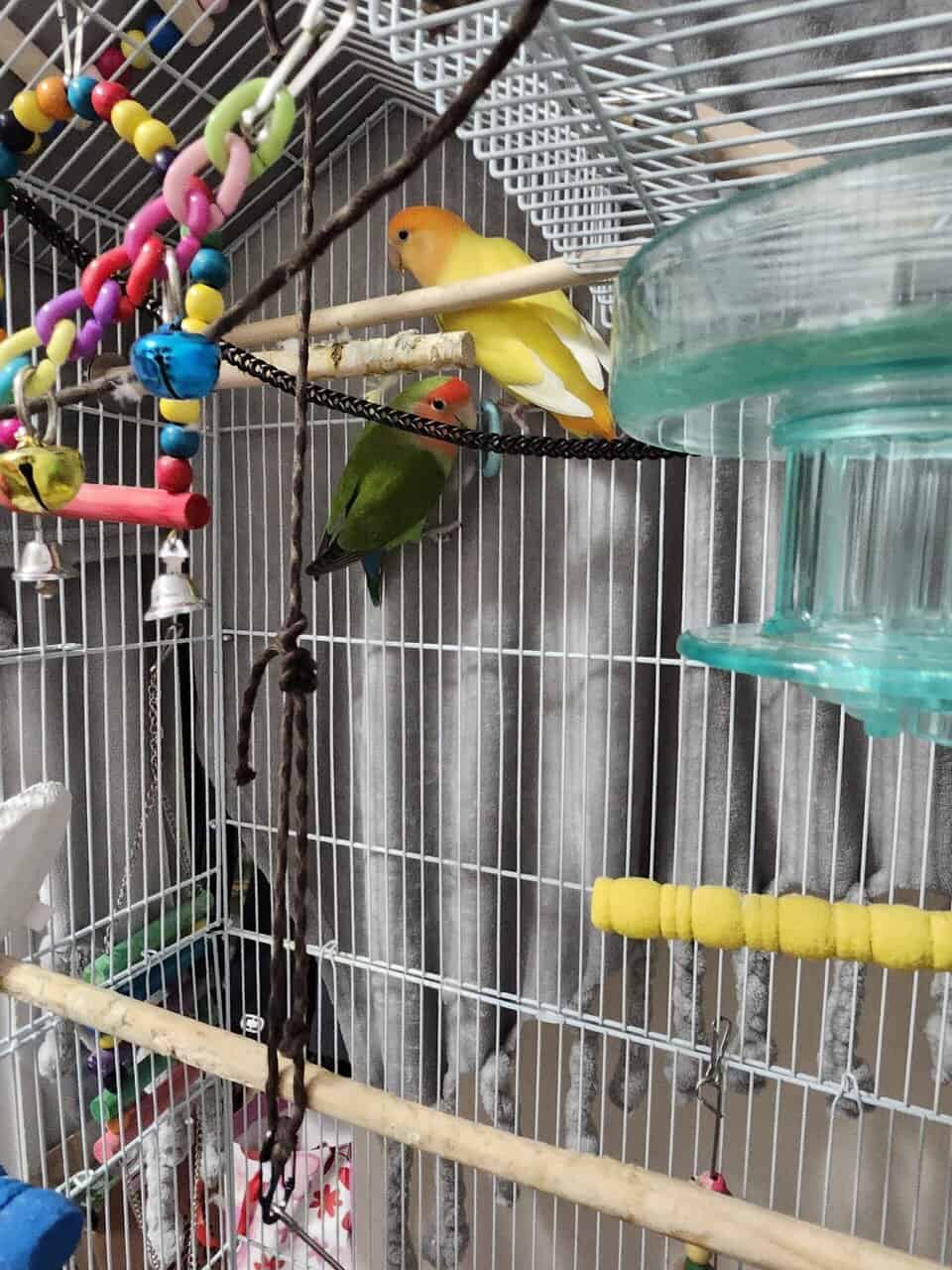 Pair of Love Birds image 1