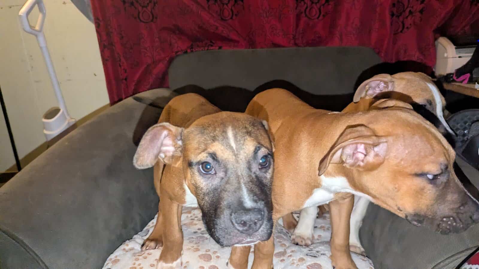 Puppies looking for fur-ever homes image 5