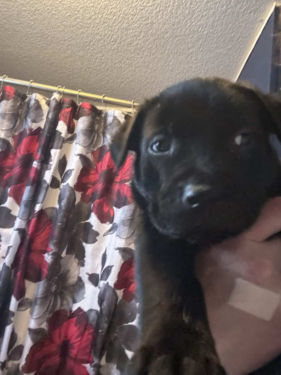 Lab and put puppys image 1