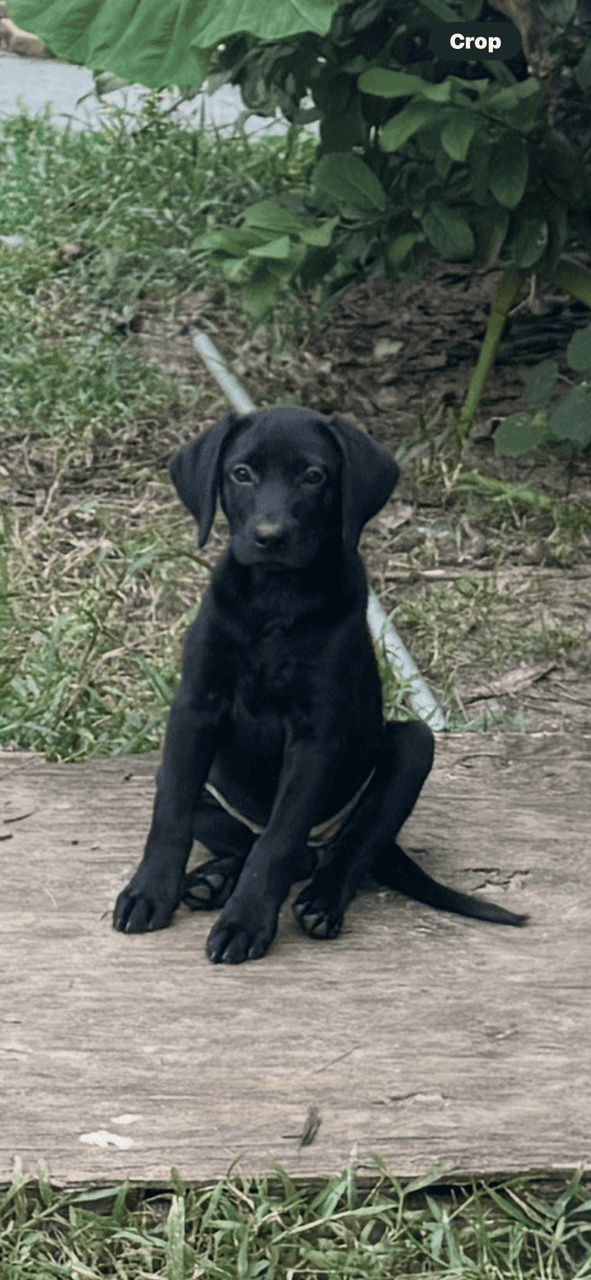 Pure bred Lab Pups image 4