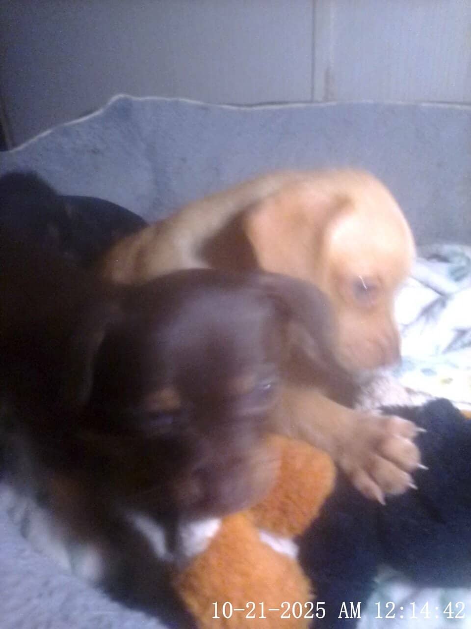 5 week old chiweenies image 5