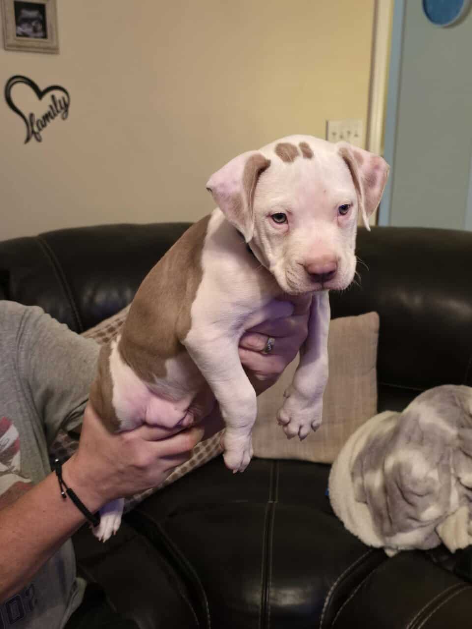 Pitbull Terrier image 3