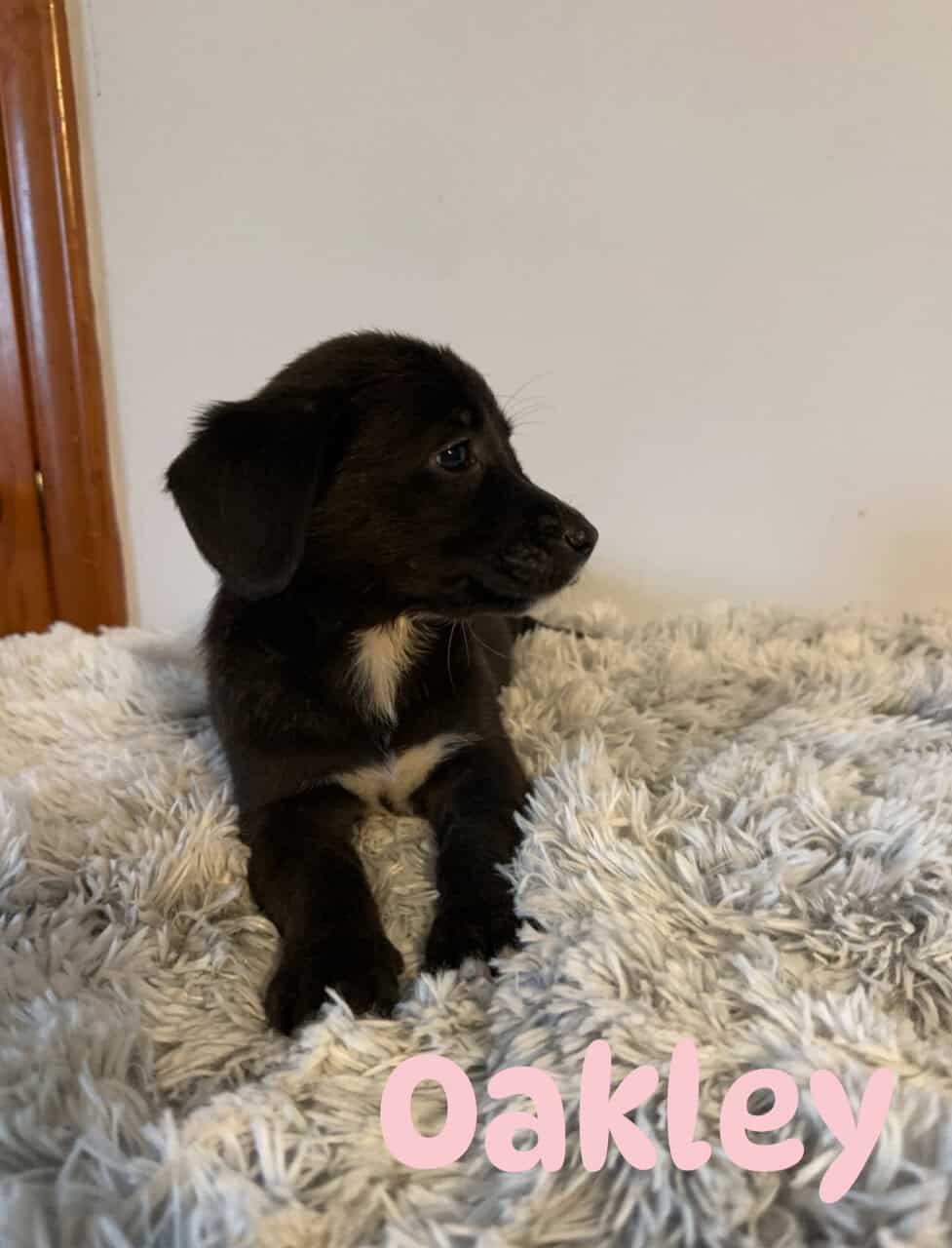 Corgi x Labrador image 2
