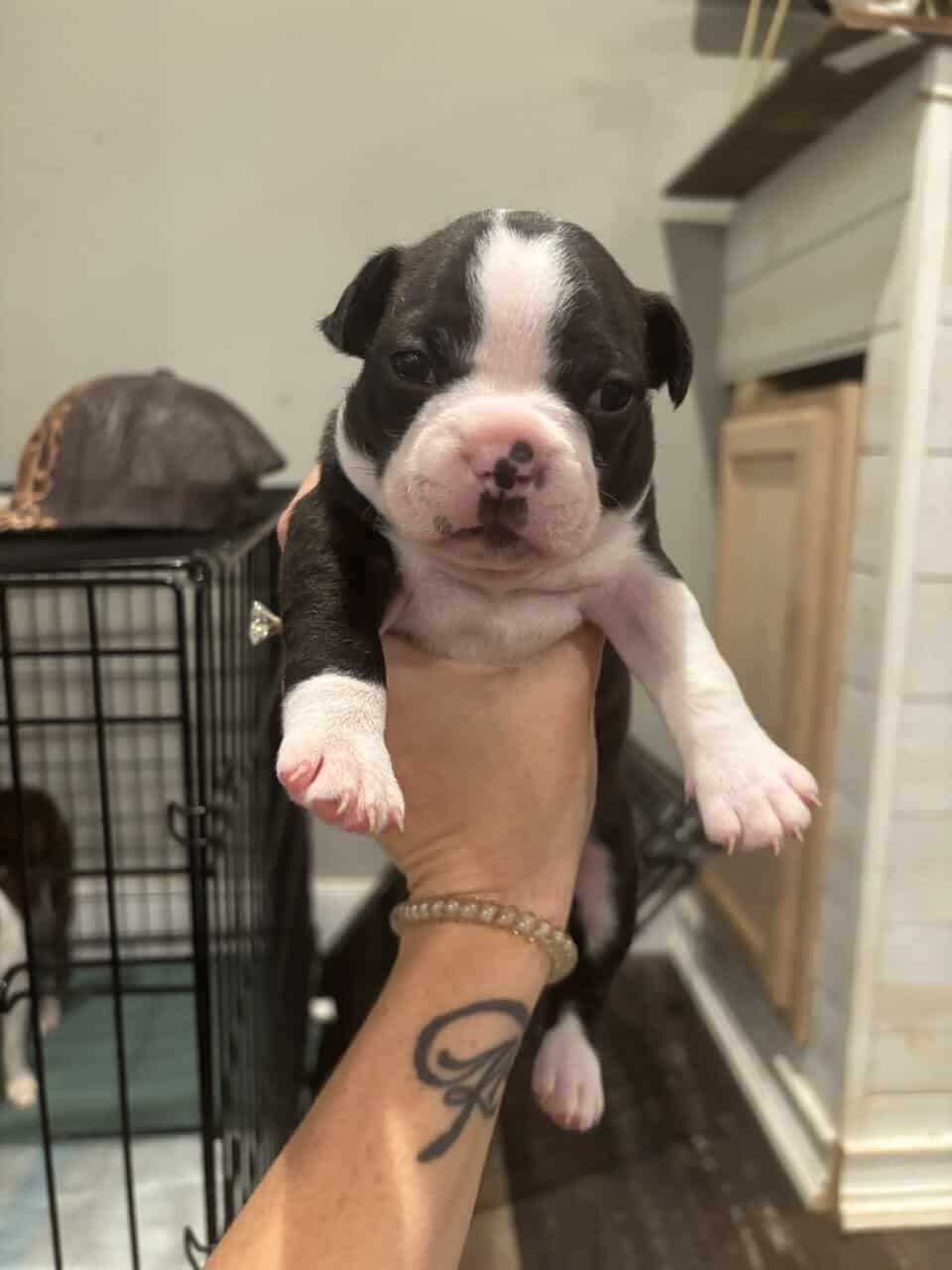 Brindle Boston terrier image 4