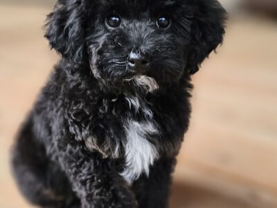 Mini Multigen Goldendoodle Puppy- Male