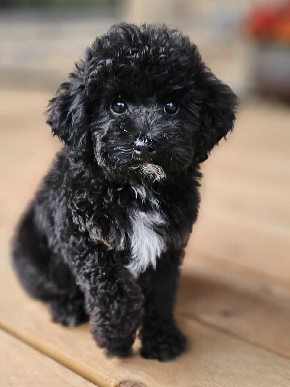 Mini Multigen Goldendoodle Puppy- Male image 1