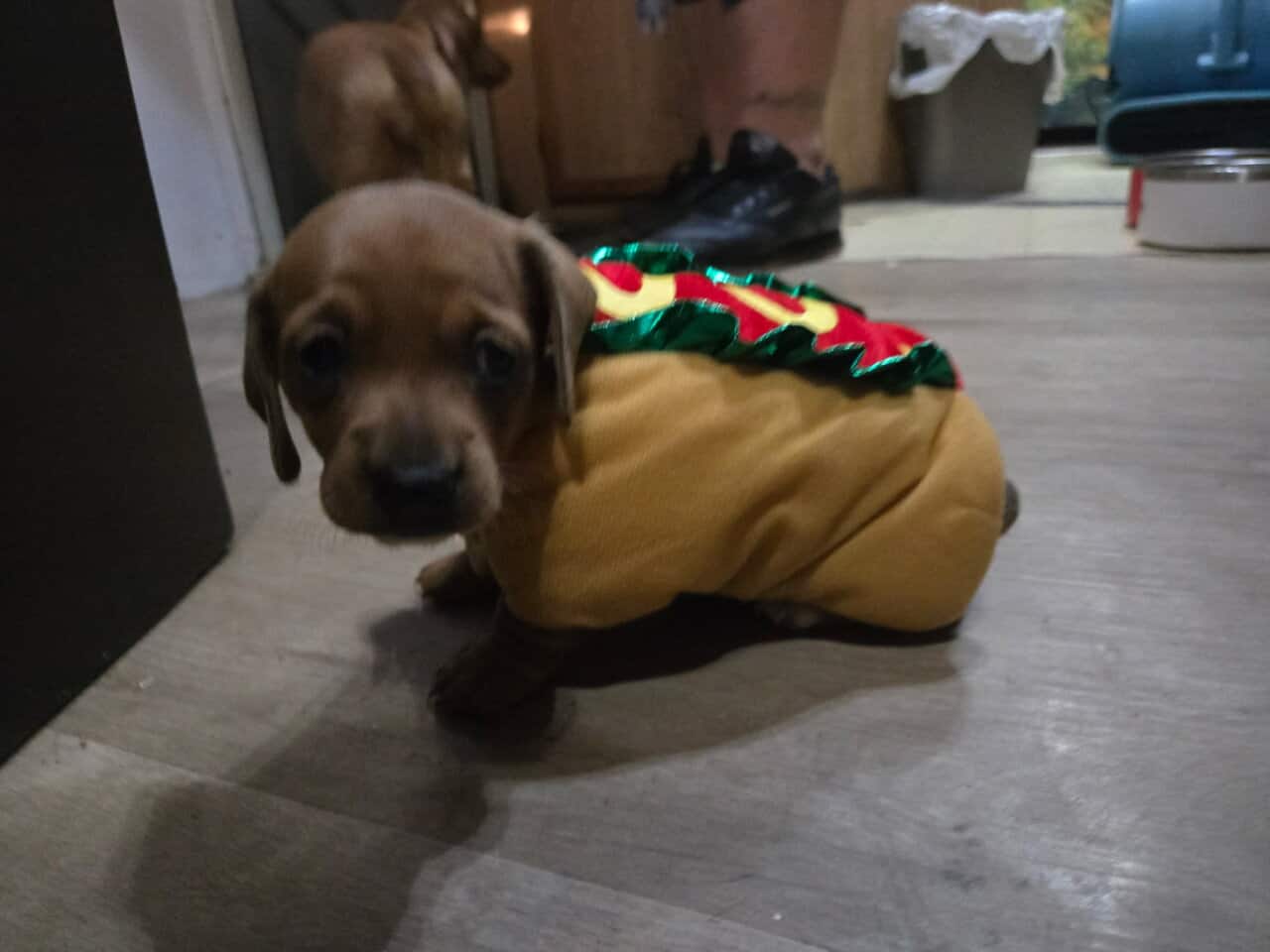 Miniature Dachshund Puppies image 5