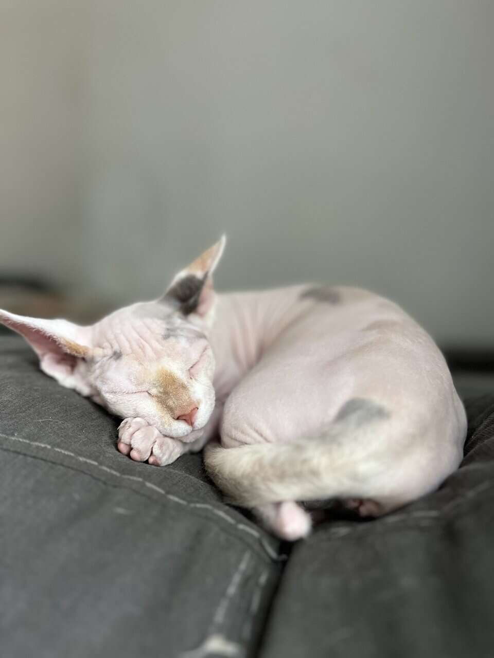 Sphynx Cat image 4