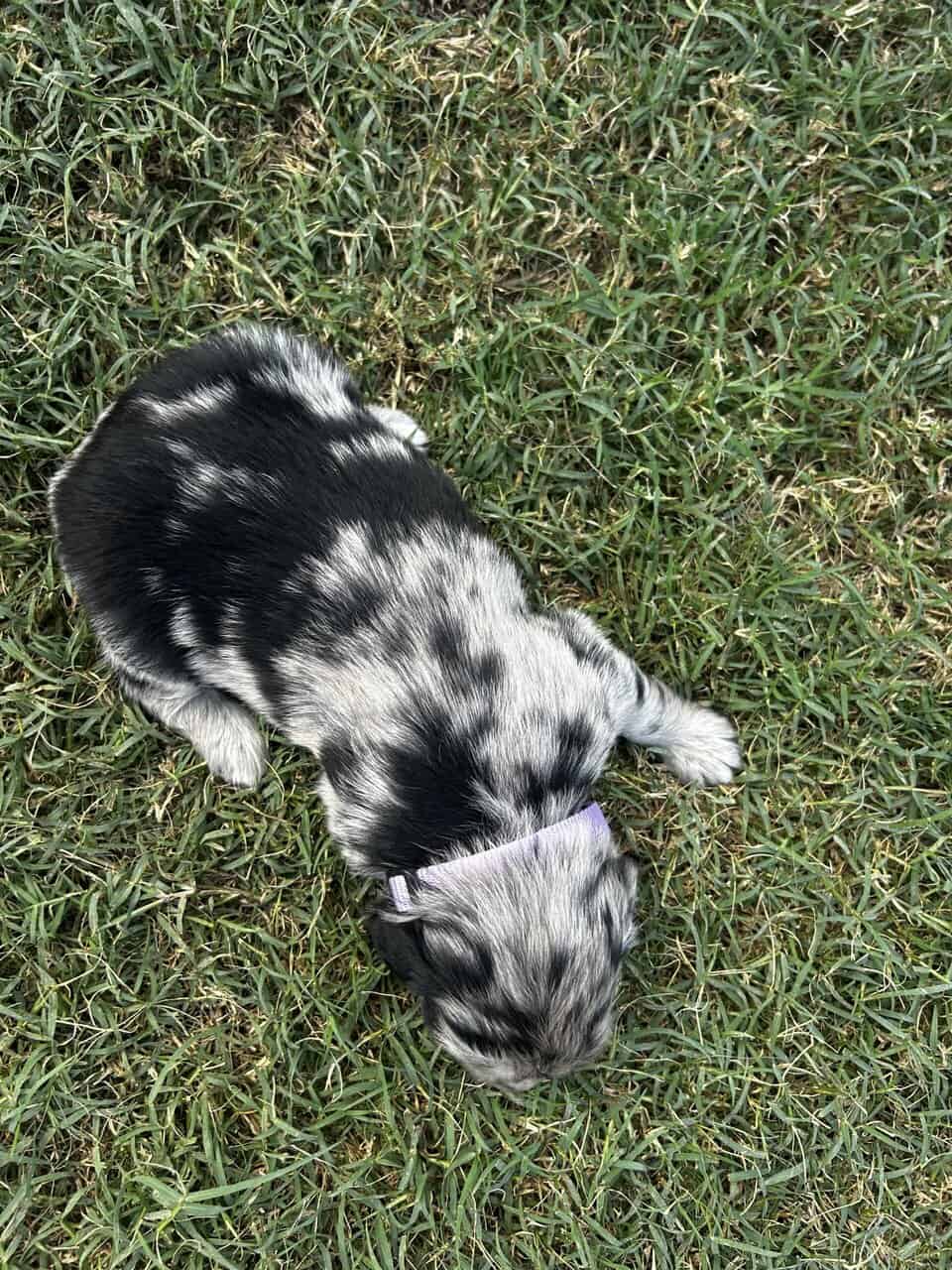 Golden Aussie (light purple) image 5