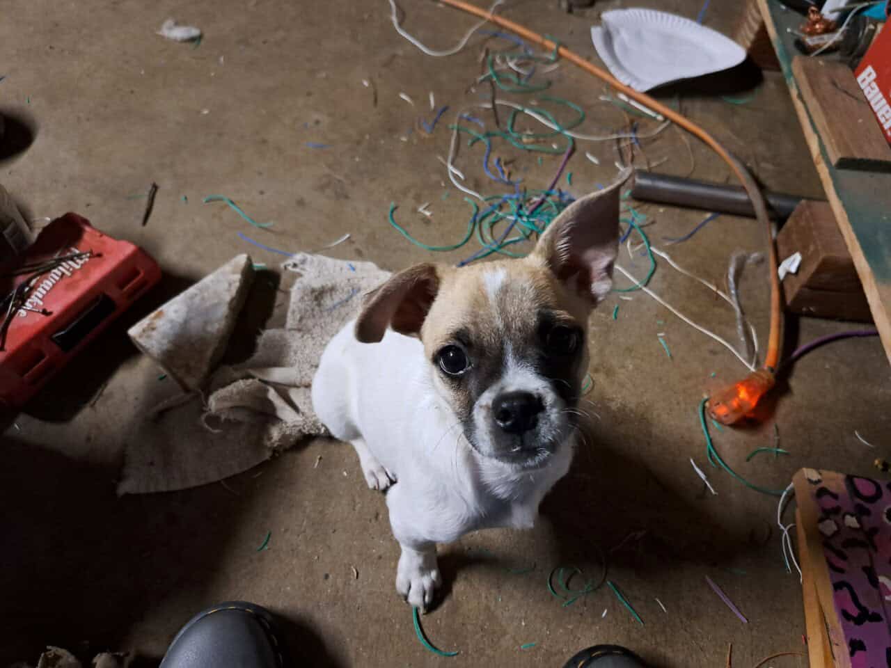 Puggle Mix Looking For His 4-Ever Home image 1