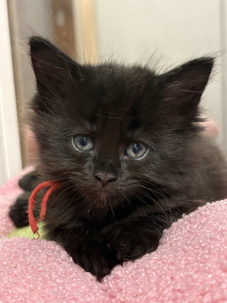 Maine Coon Kittens image 7