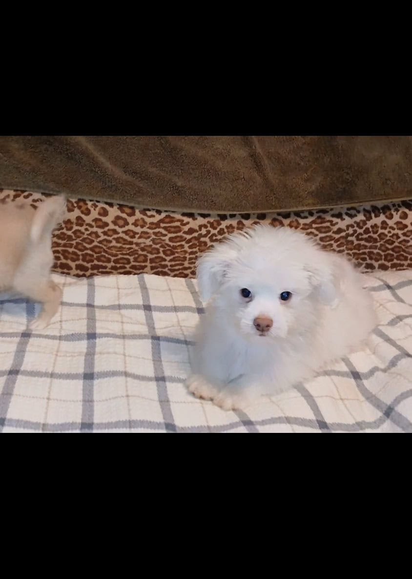 Pomeranian maltese image 1