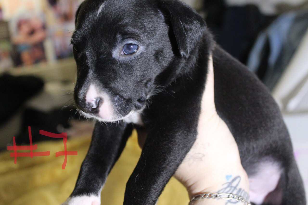 Lab & Pit mix Ready for their fur ever Homes Nov18 image 17