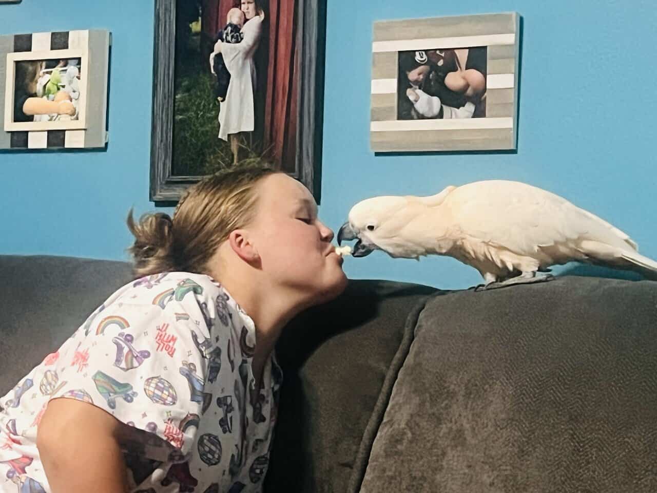 2 year Old Moluccan Cockatoo image 5