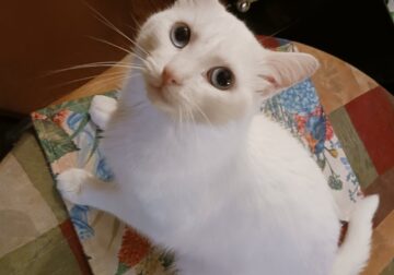 Small 2 year old cat