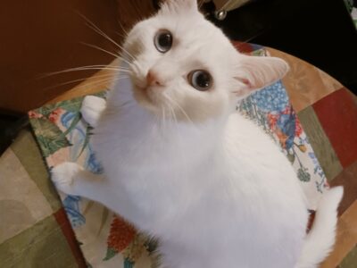 Small 2 year old cat