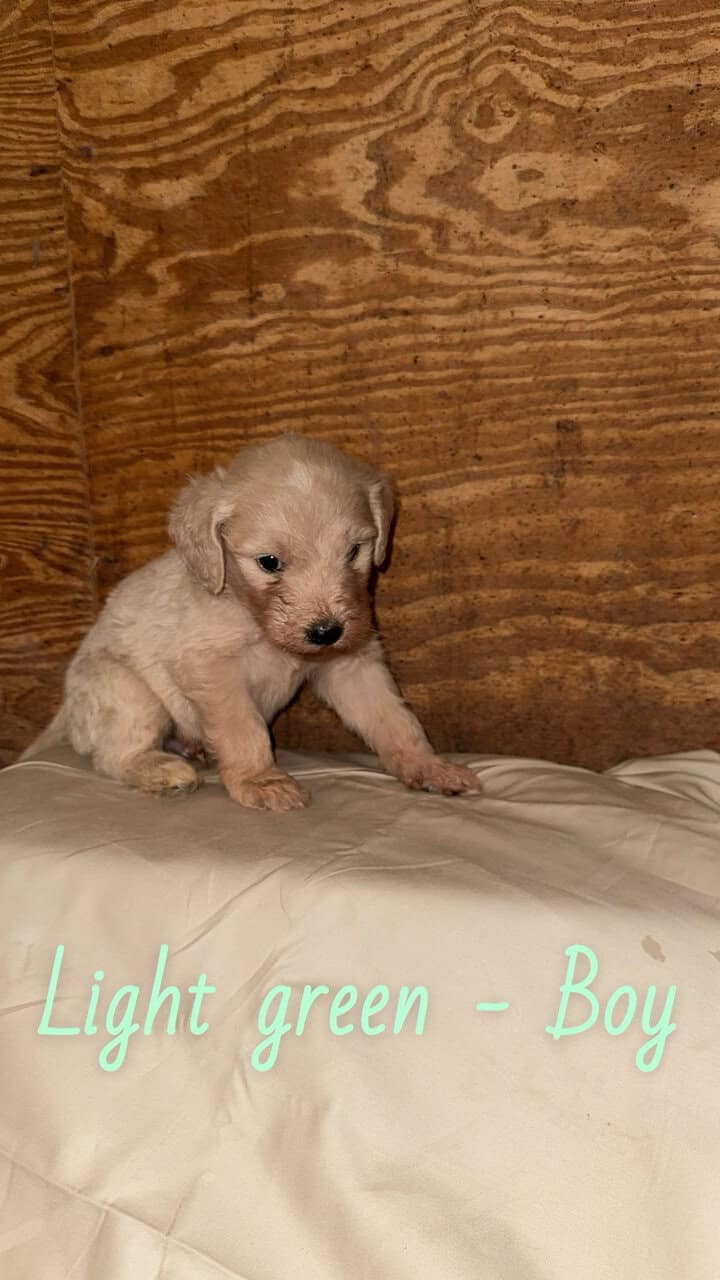 F1 Goldendoodle Puppies image 9