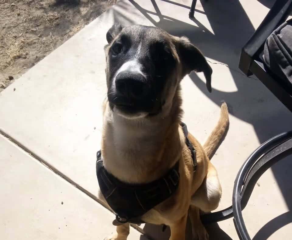 Free almost one year old pup image 1