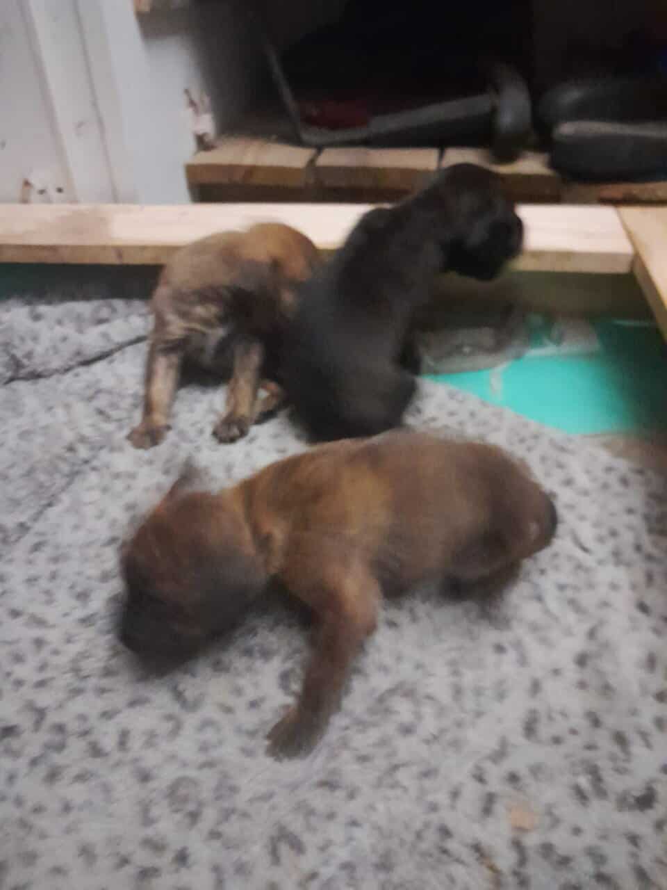 Bull mastiff puppies image 5