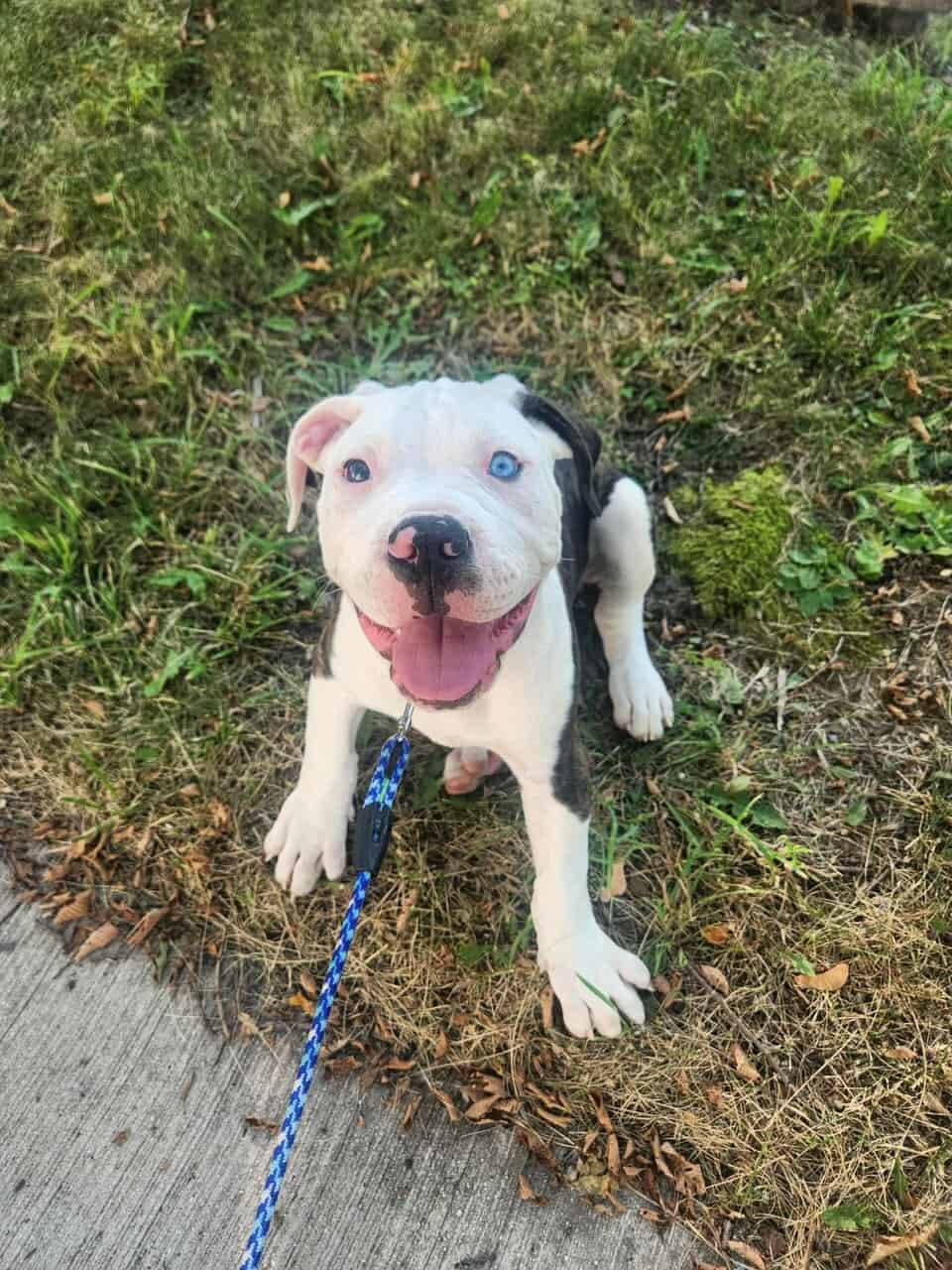American Bulldog puppy image 2
