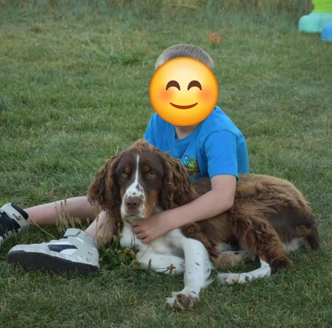 English Springer Spaniels image 15