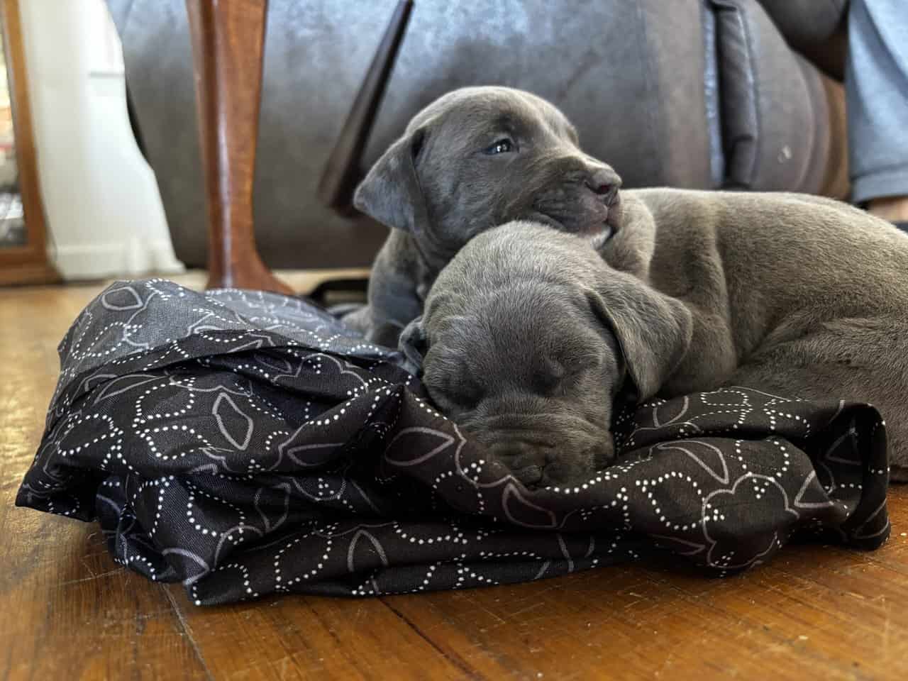 Pitbull puppies image 1