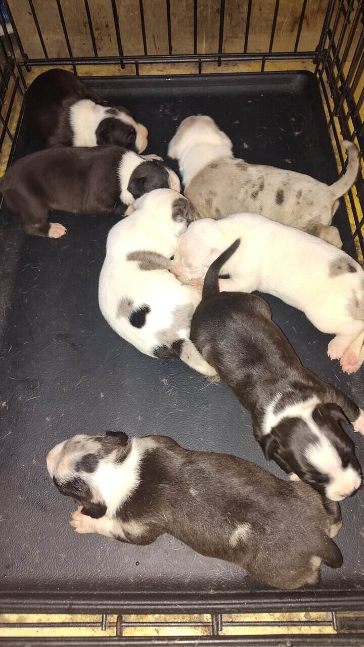 Exotic Pitbull/American Bully image 8