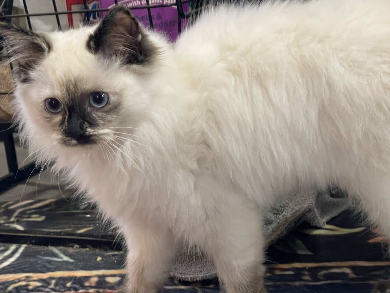 Ragdoll kittenSOLD image 4