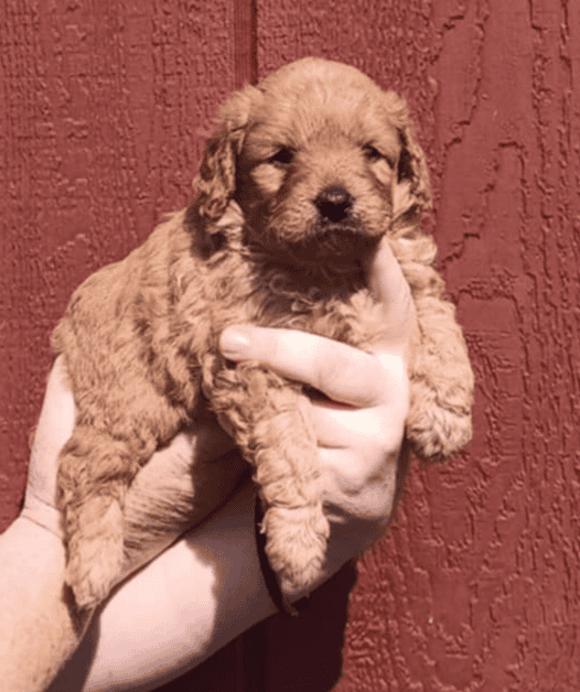 Mini goldendoodles image 3