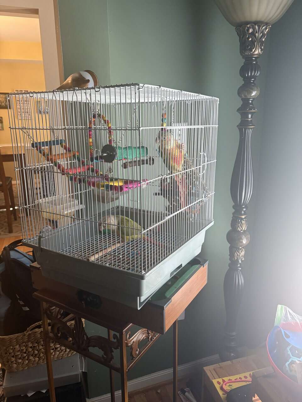 Bonded Pineapple Conure’s image 2