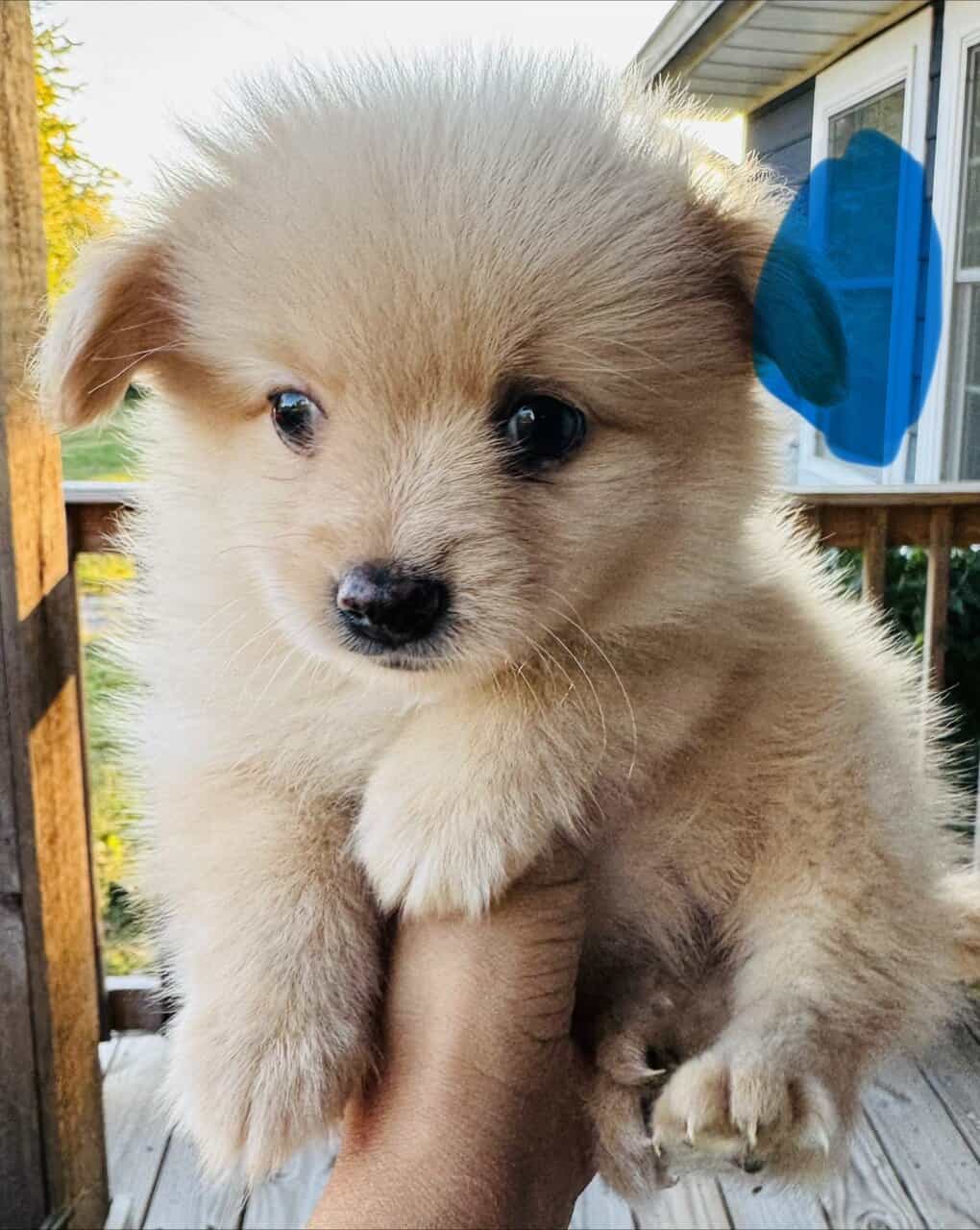 Pomeranian female image 6