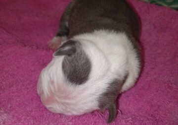 Stratfordshire male puppy