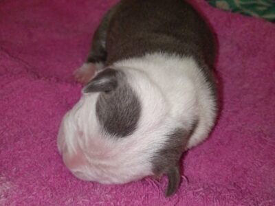 Stratfordshire male puppy