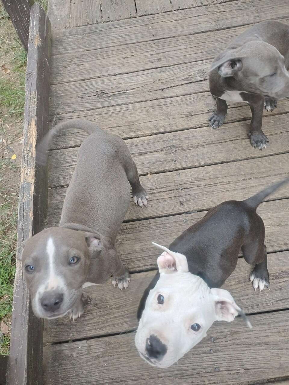 American Bully Pitbulls image 3