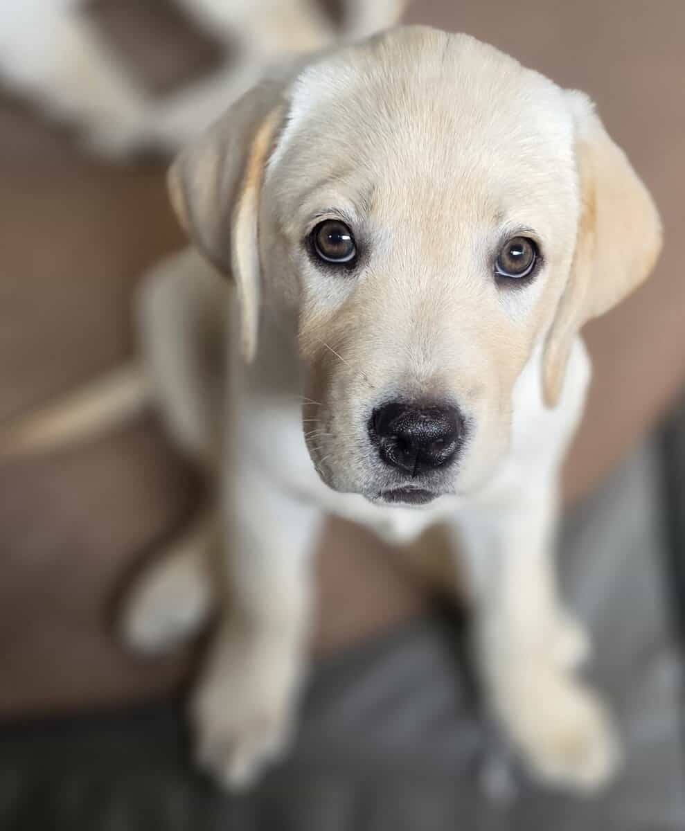 English labrador puppies. image 7