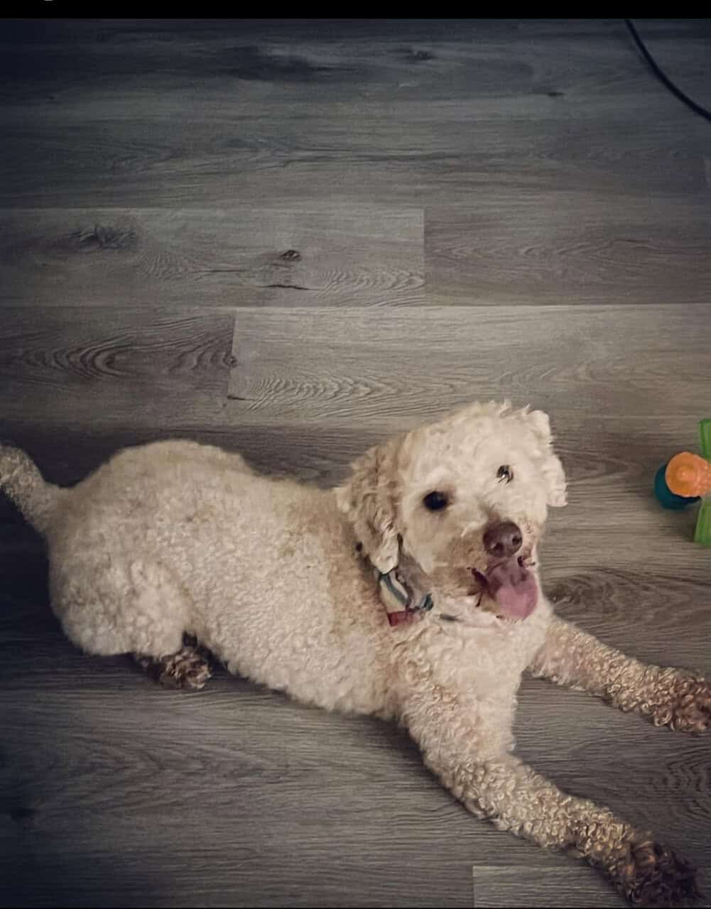 Male Poodle image 1