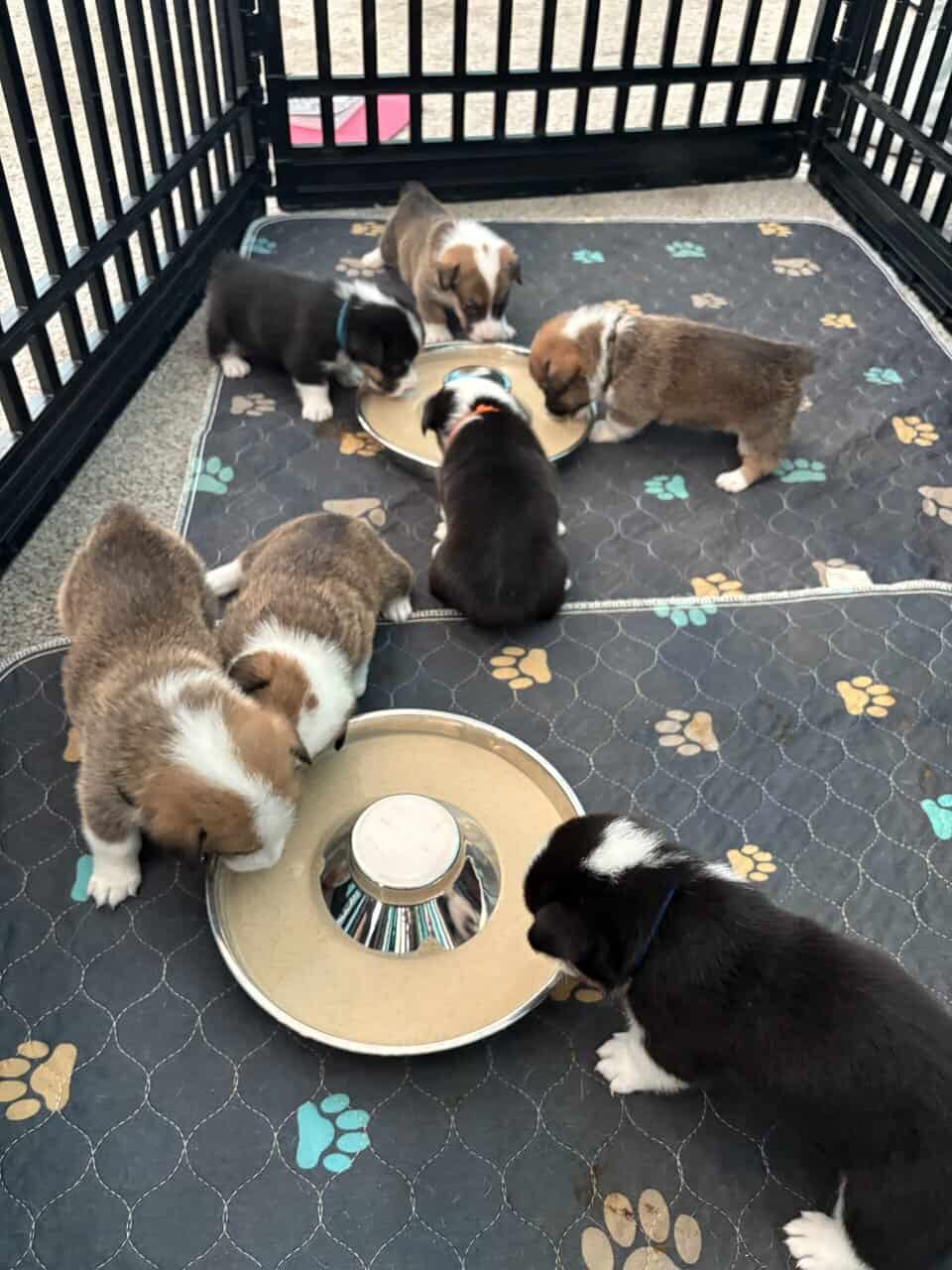 Pembroke Corgi Puppies image 5