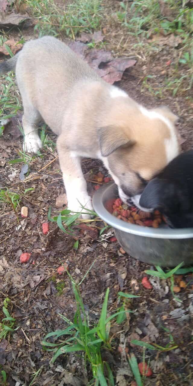 Pitbull/Husky Puppies image 15