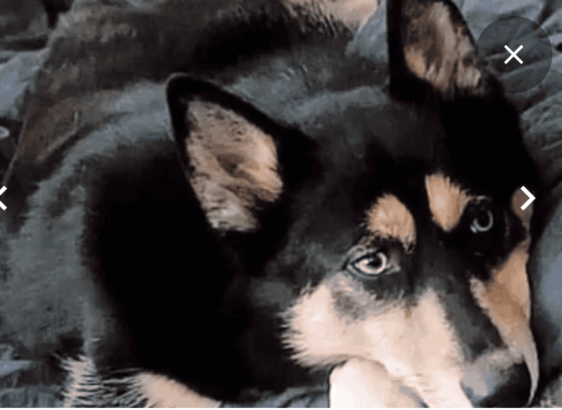 Beautiful Adult Female Husky Pomeranian Mix image 2