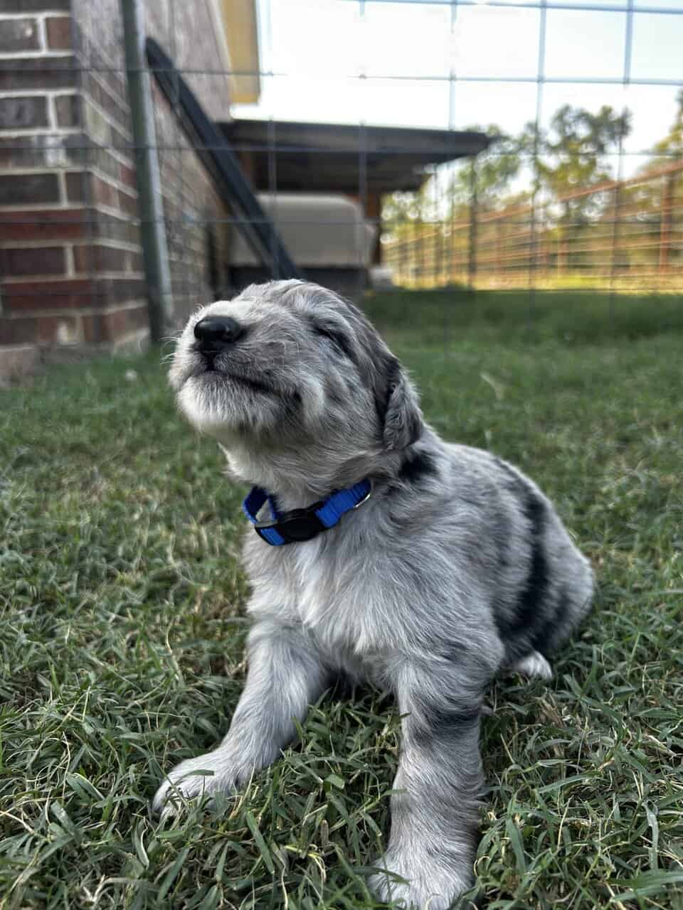 Golden Aussie (blue) image 3