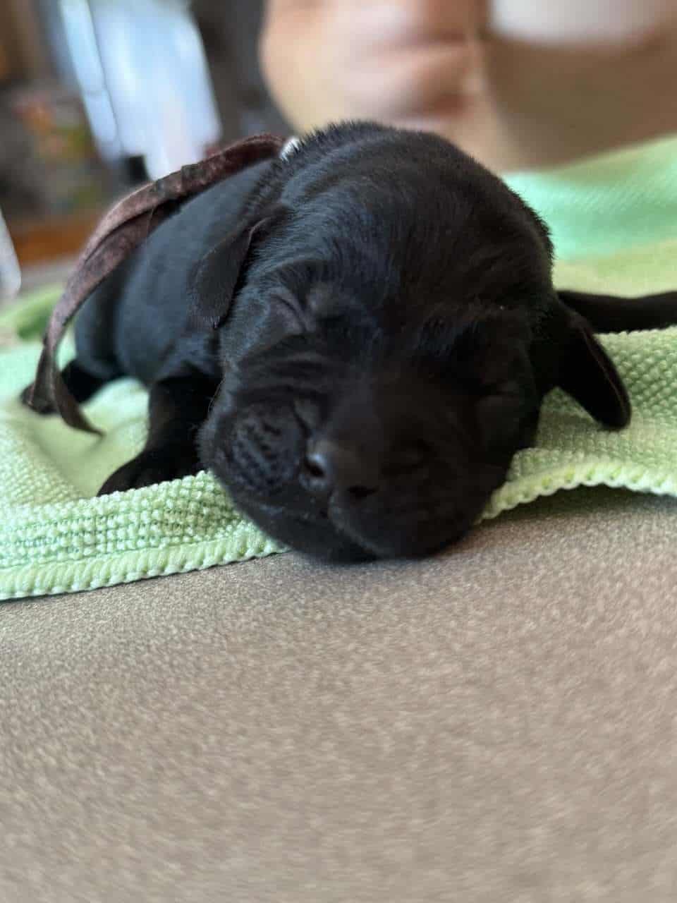 Goldador puppies image 5