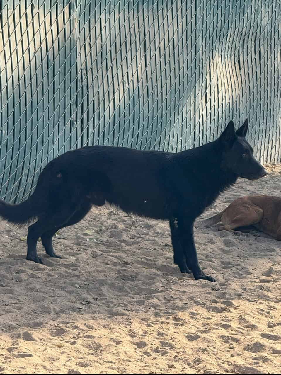 German shepherd Belgian malinois puppies for sale image 7