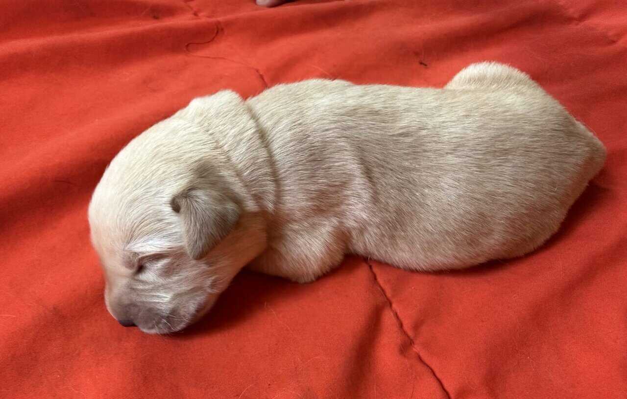 Goldador puppies image 7