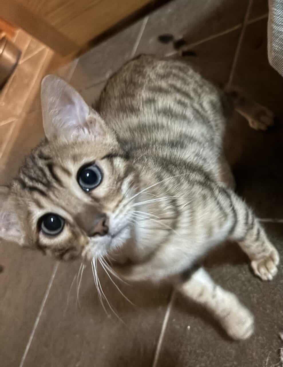 Beautiful Bengal Kittens image 12