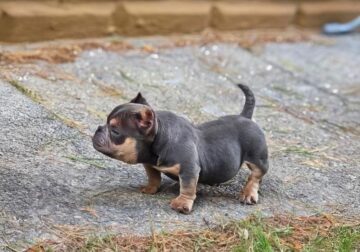 Amrican Bully Exotic Stud 1