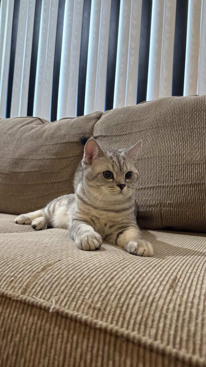 Adorable British shorthairs image 3