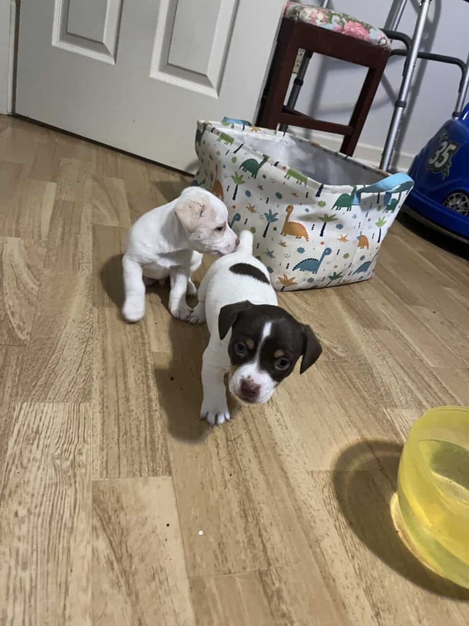Jack Russell puppies image 5