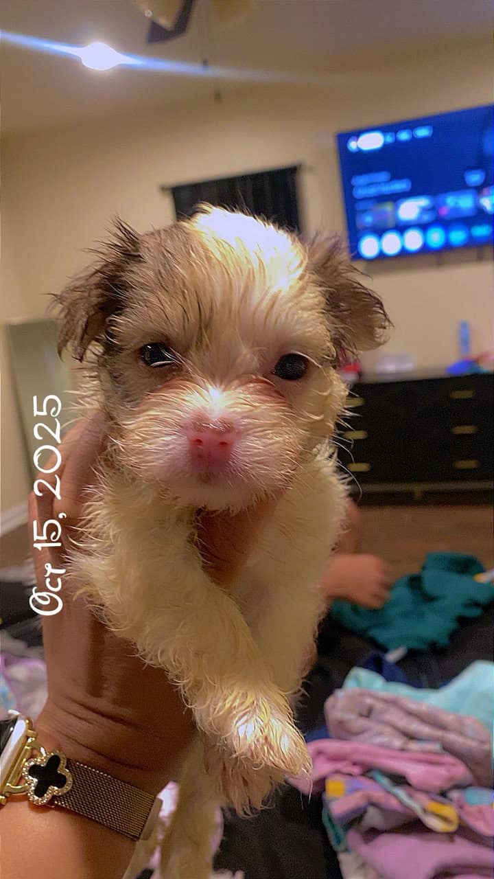 7 week old Shih Tzu image 3